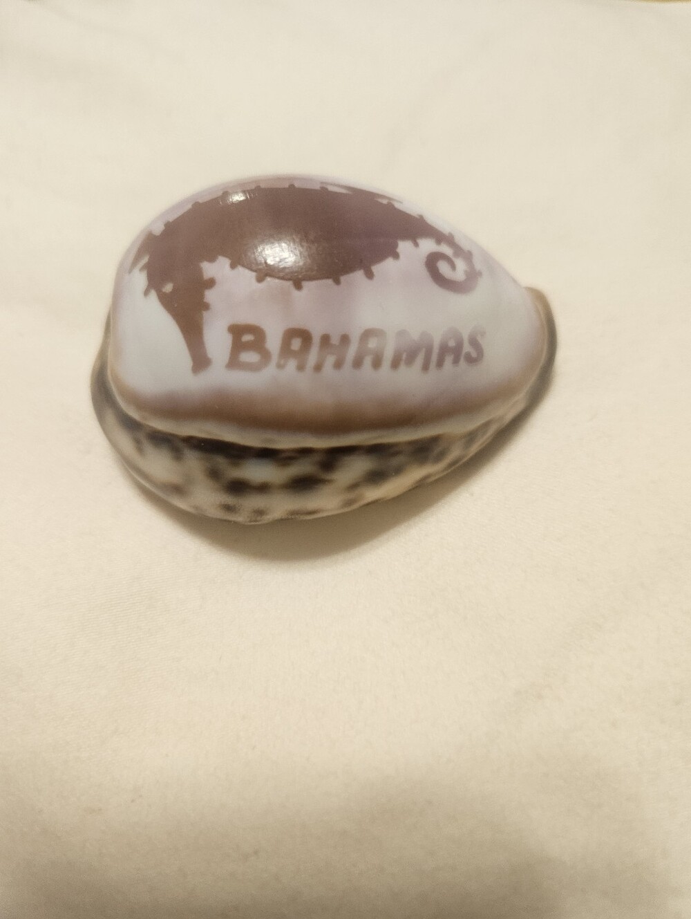 Bahamas Decorative Shell Accent - Brown and Cream